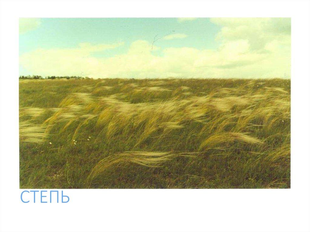СТЕПЬ