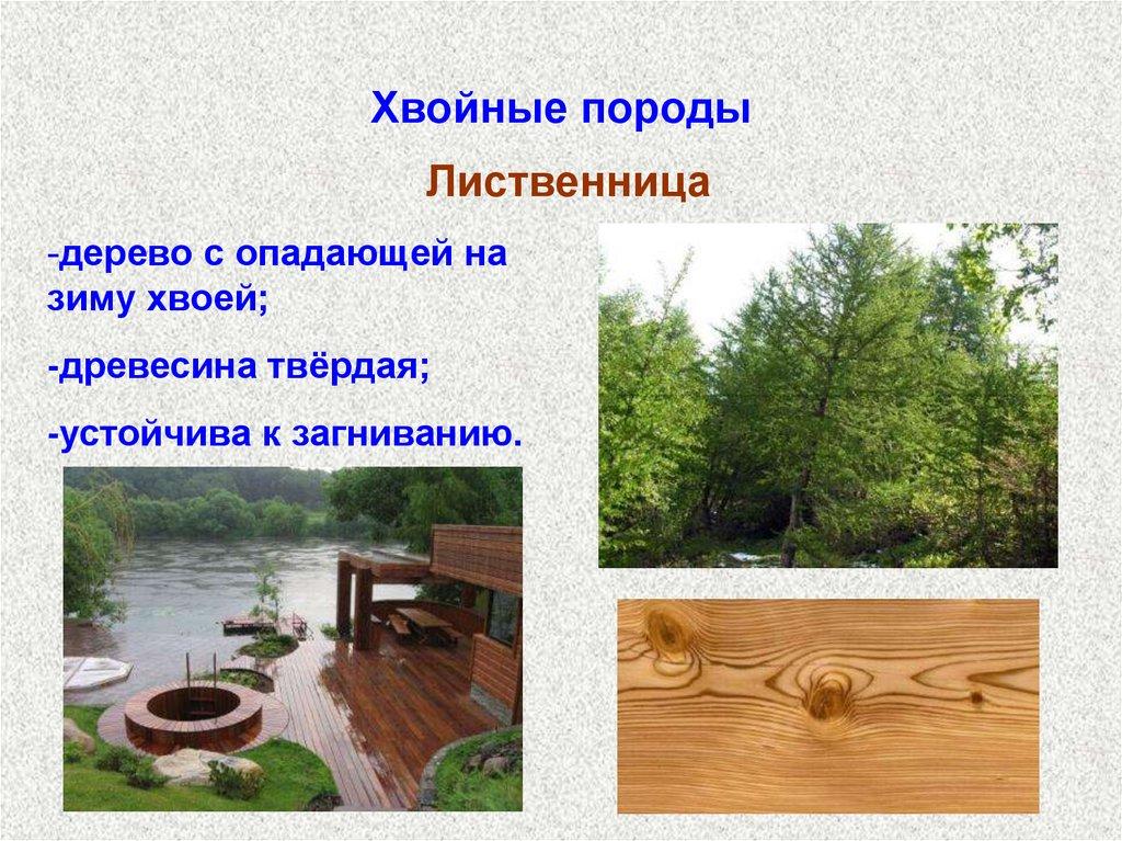 Хвойные породы