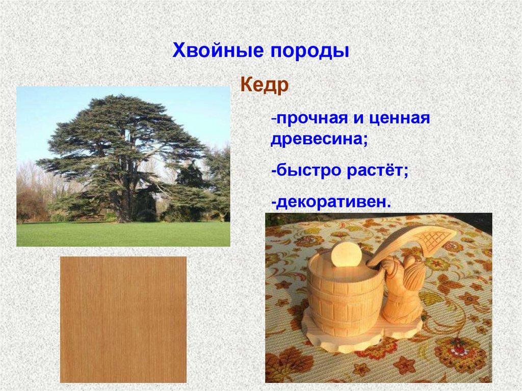 Хвойные породы