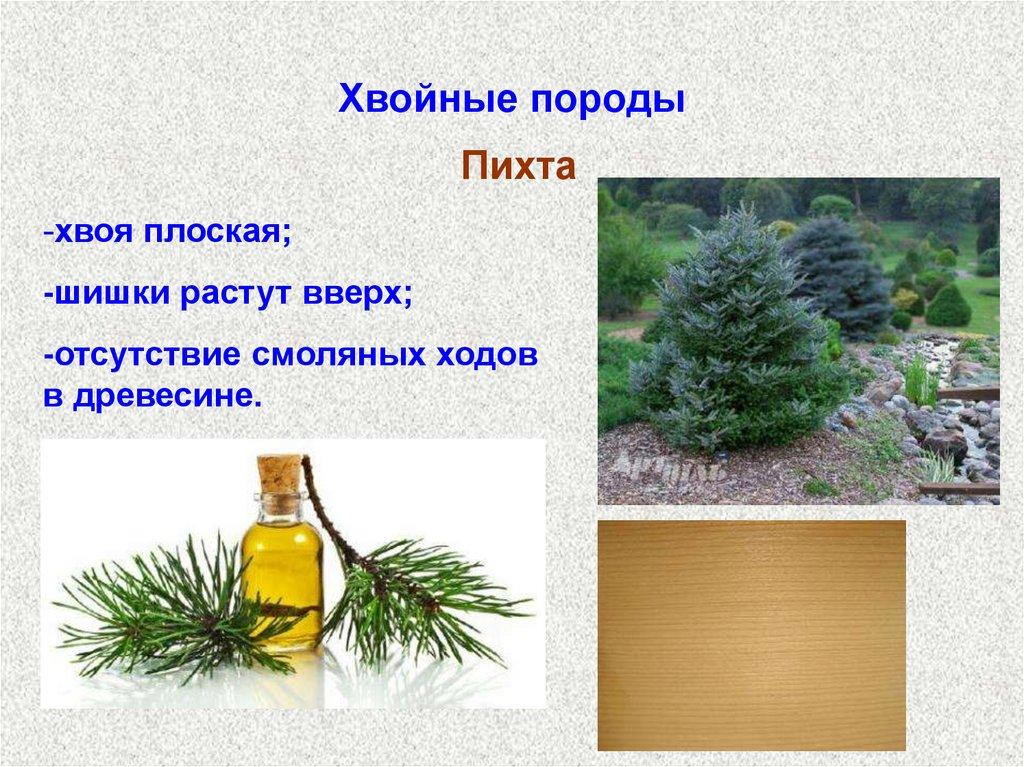 Хвойные породы