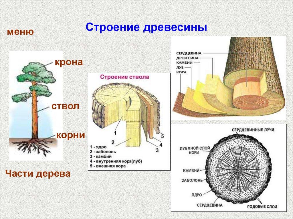 Строение древесины