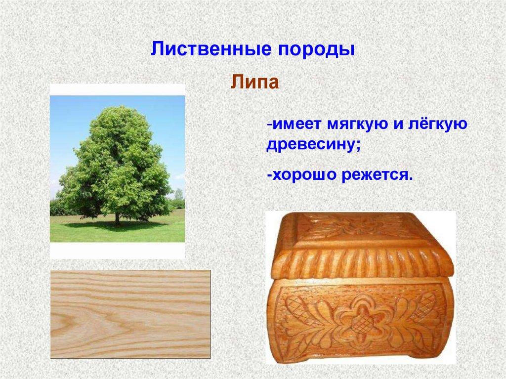 Лиственные породы