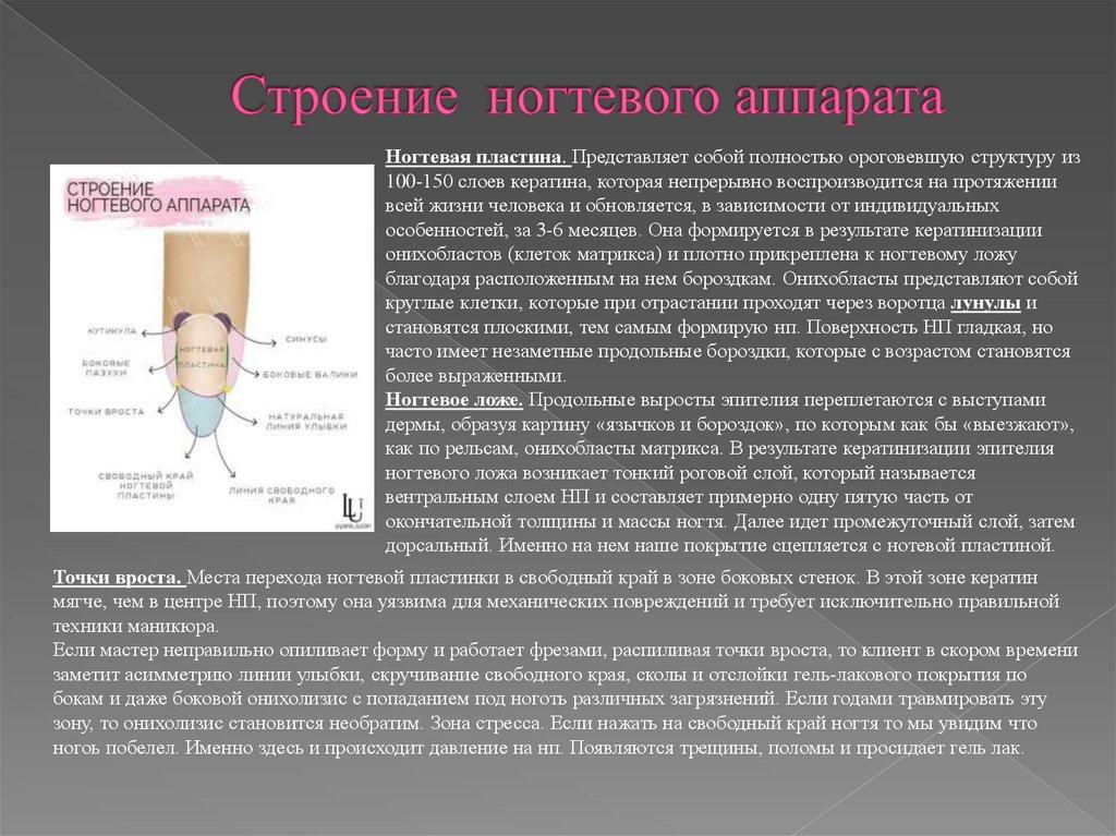 Строение ногтевого аппарата