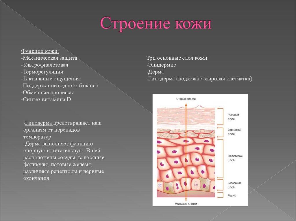 Строение кожи