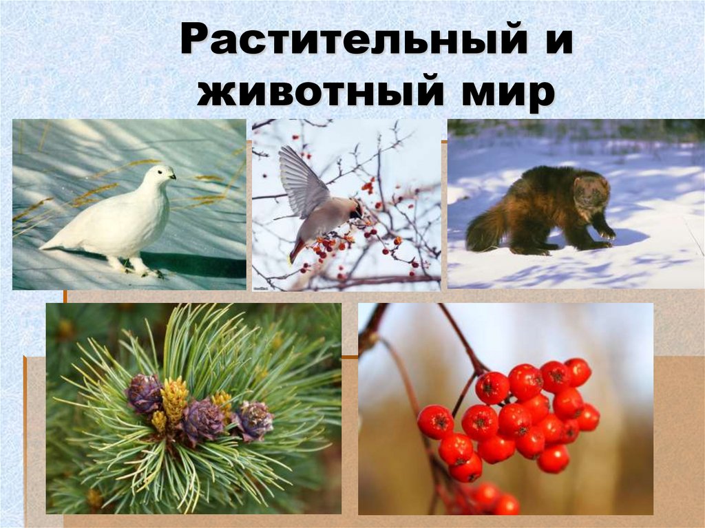 Растительный и животный мир