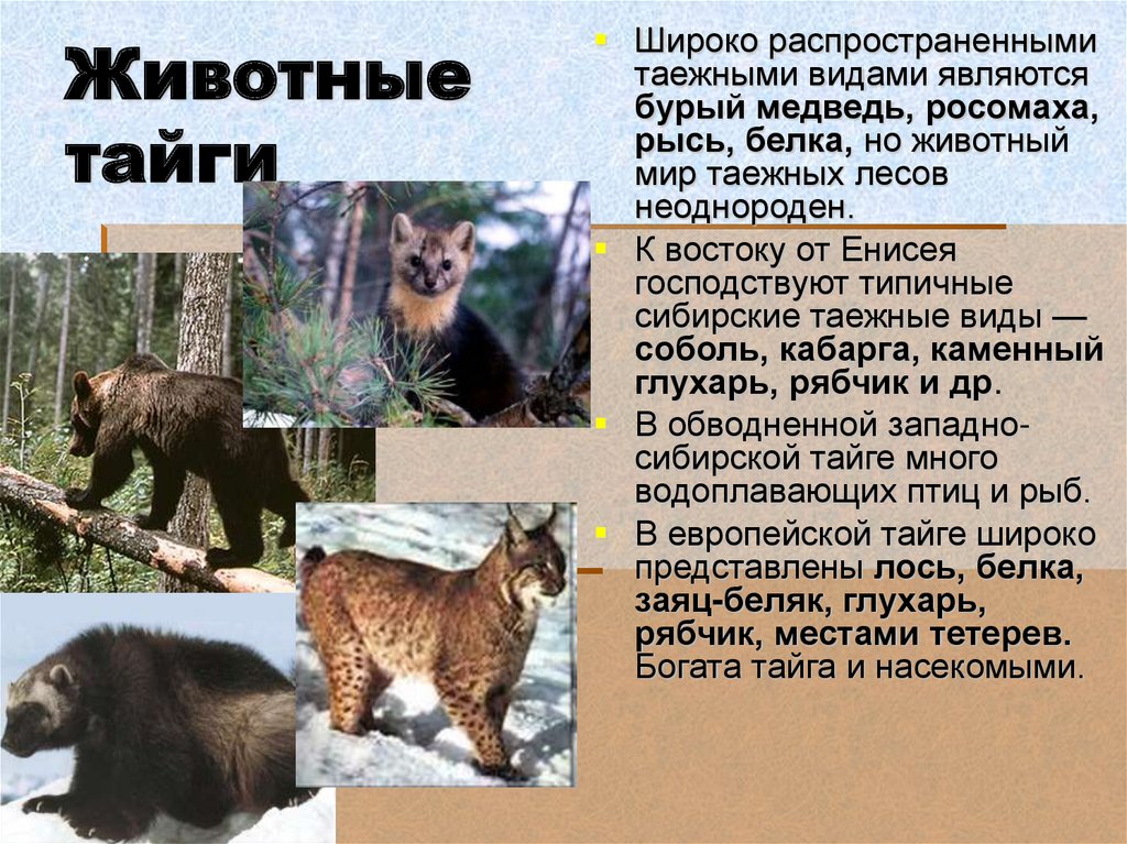 Животные тайги