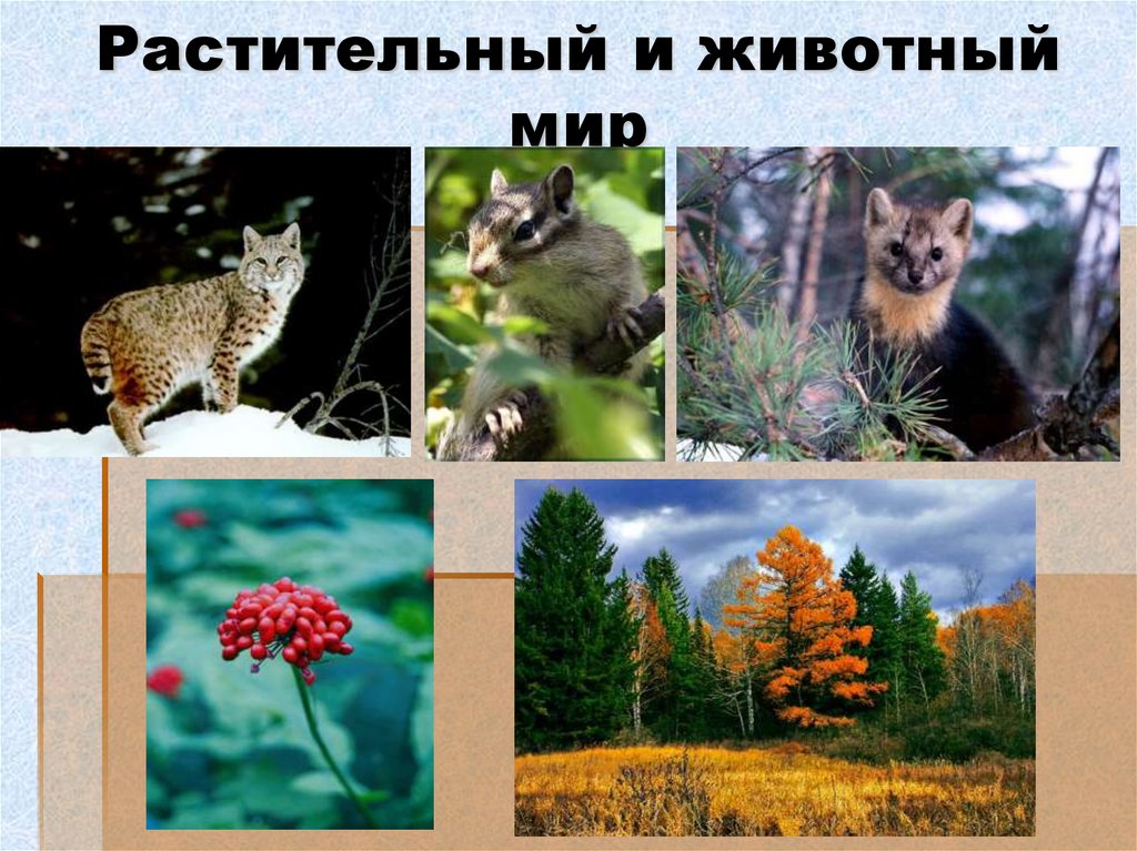Растительный и животный мир