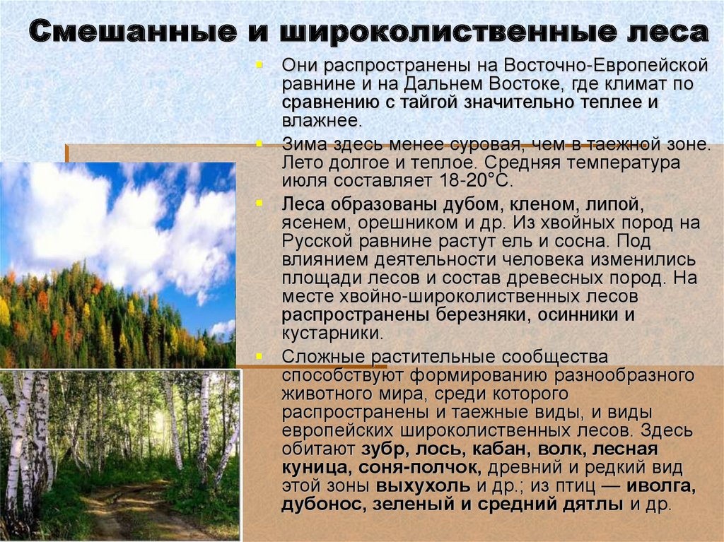 Смешанные и широколиственные леса