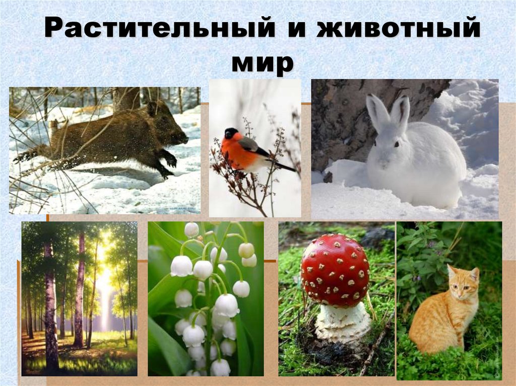 Растительный и животный мир