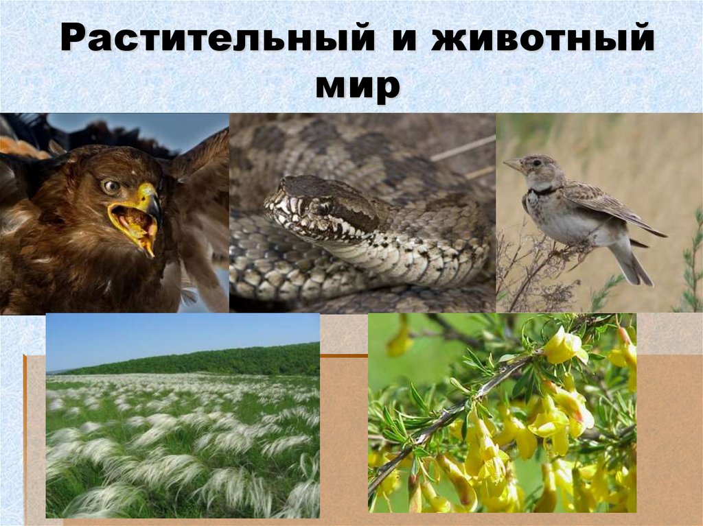 Растительный и животный мир