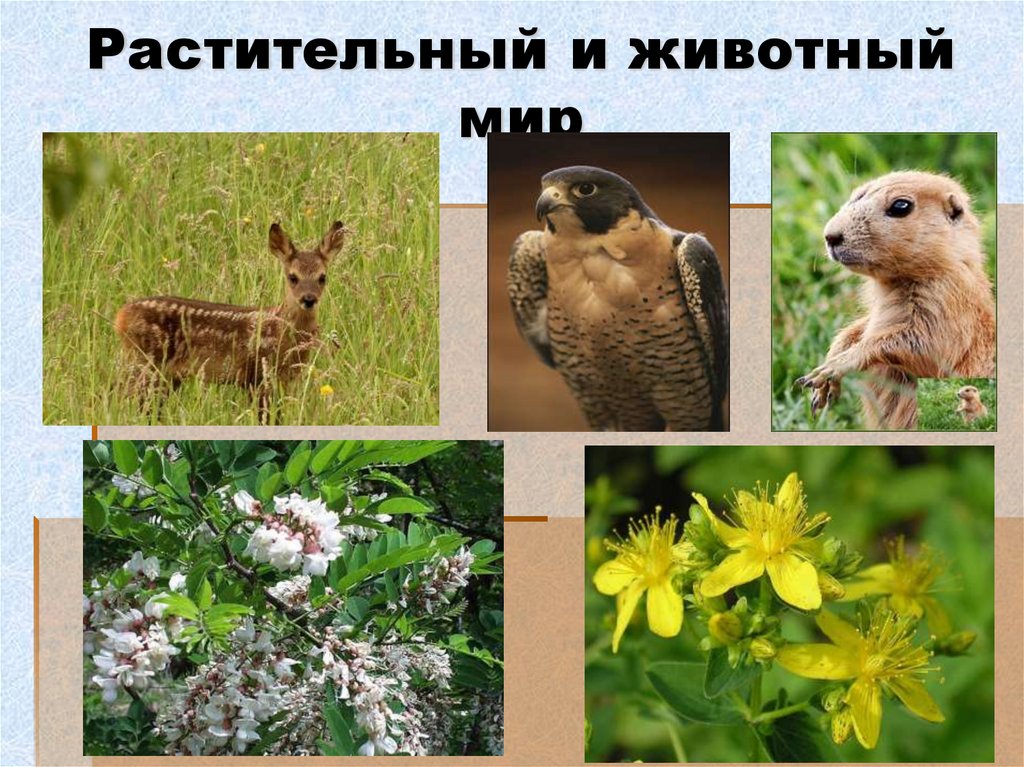 Растительный и животный мир