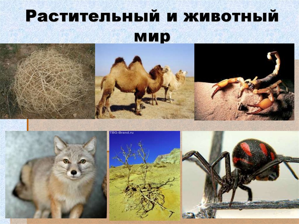 Растительный и животный мир