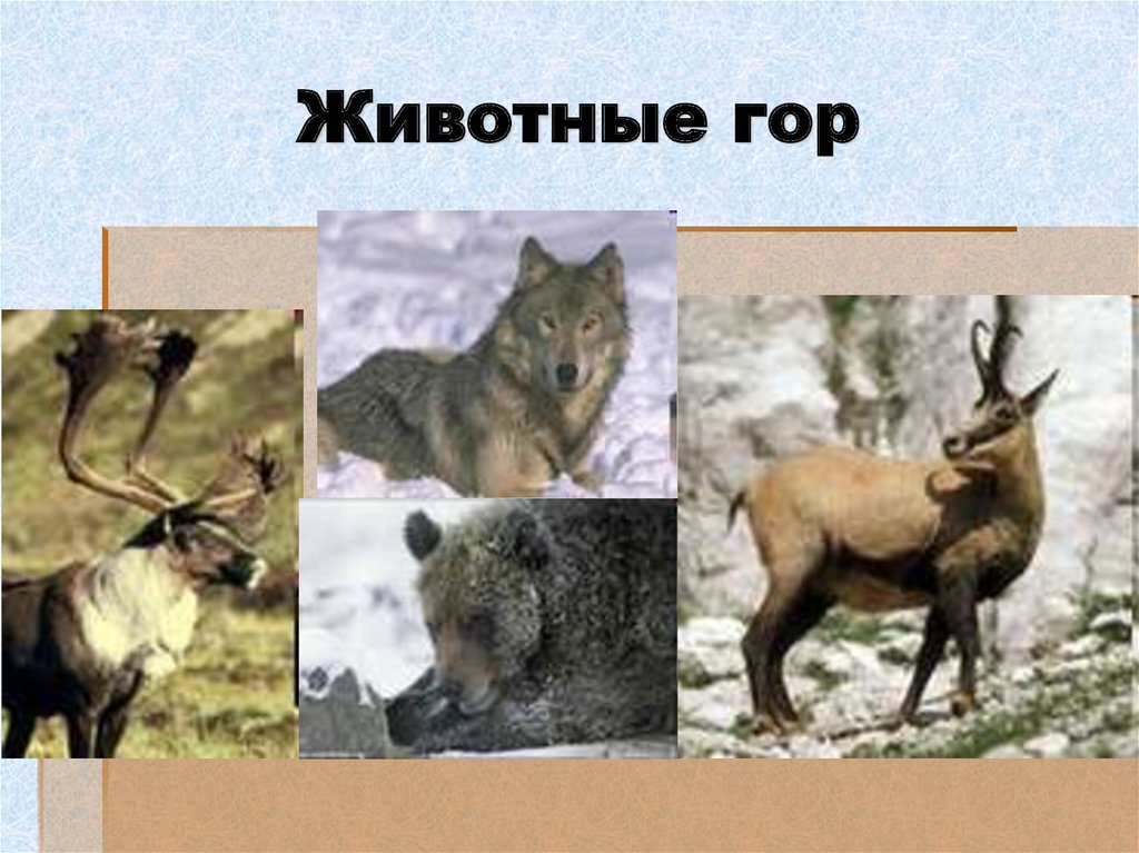 Животные гор