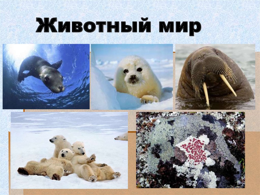 Животный мир