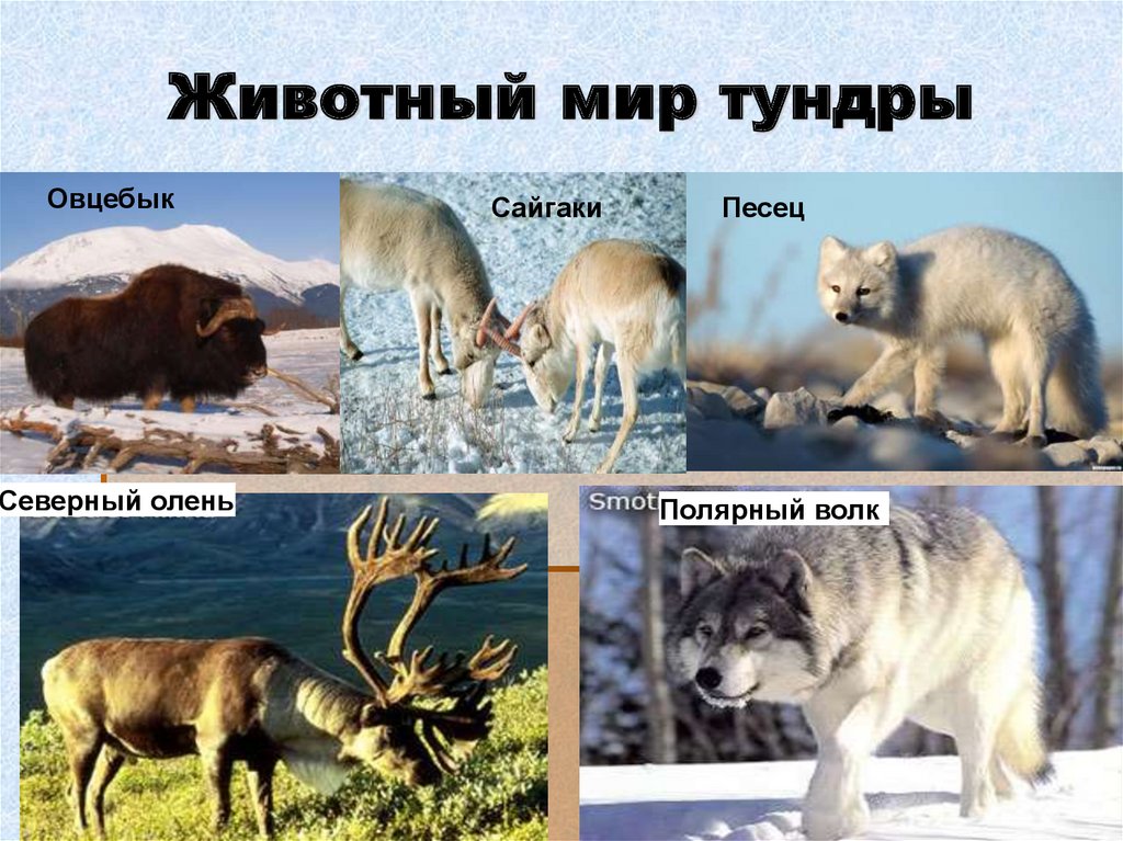 Животный мир тундры