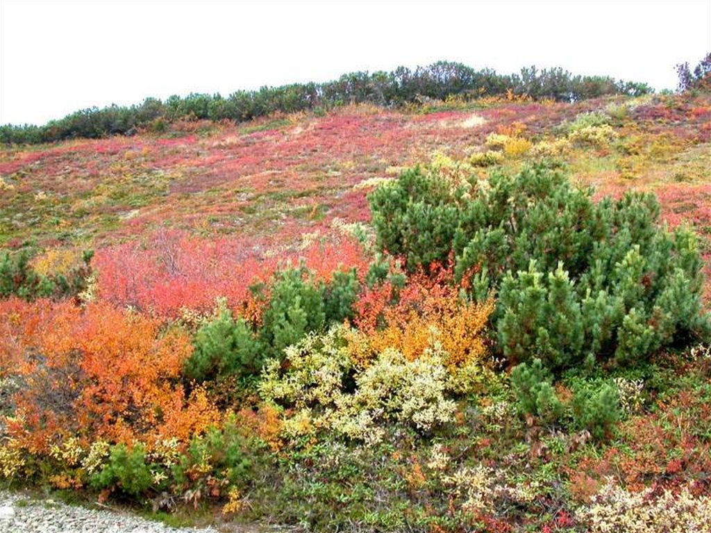 Лесотундра