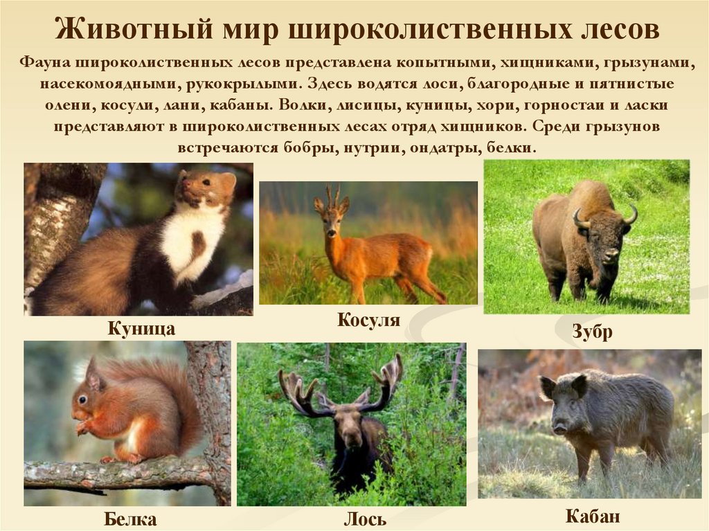 Животный мир широколиственных лесов
