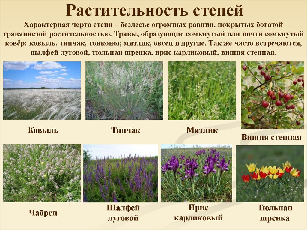 Растительность степей