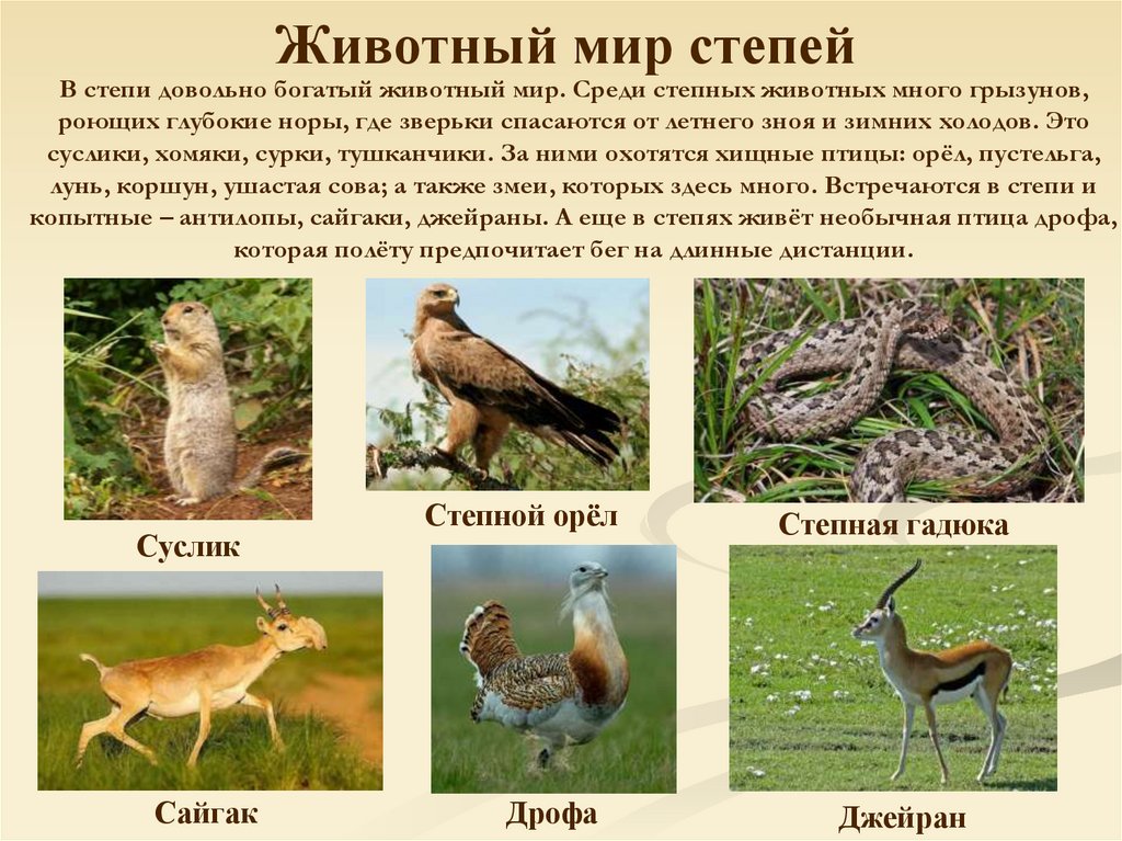 Животный мир степей