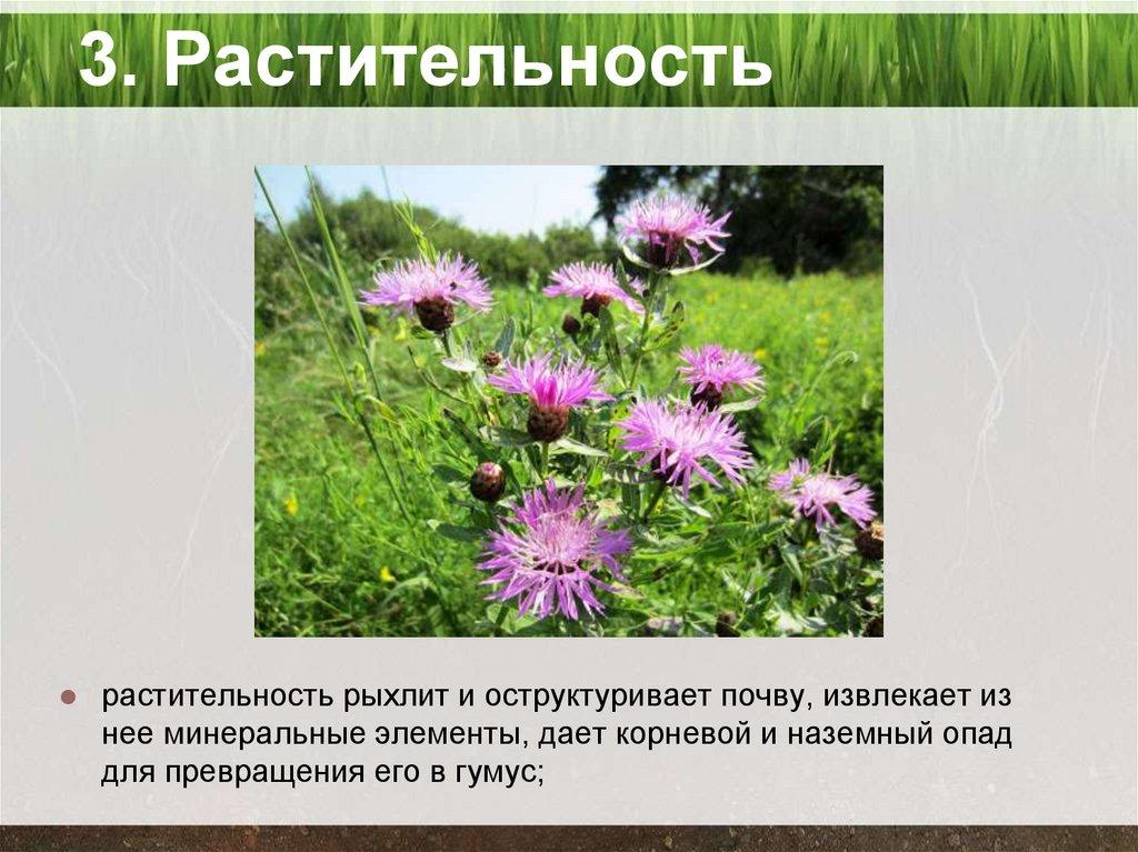 3. Растительность