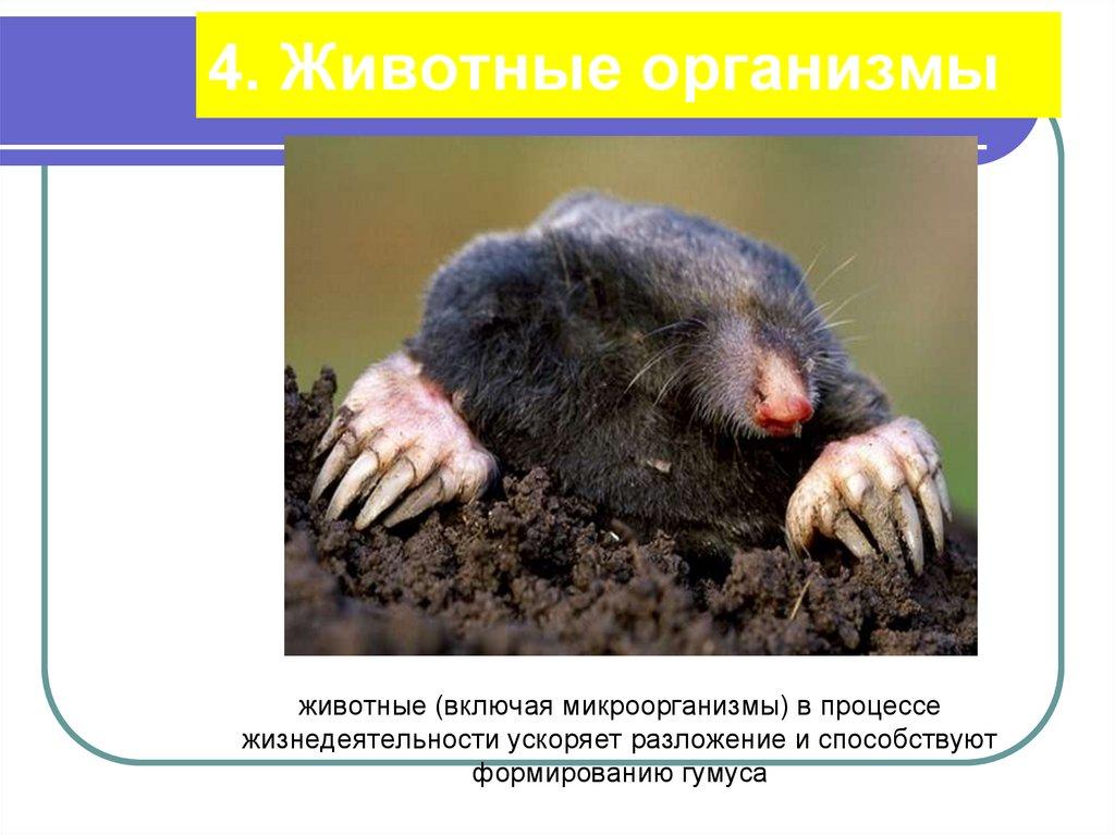 4. Животные организмы