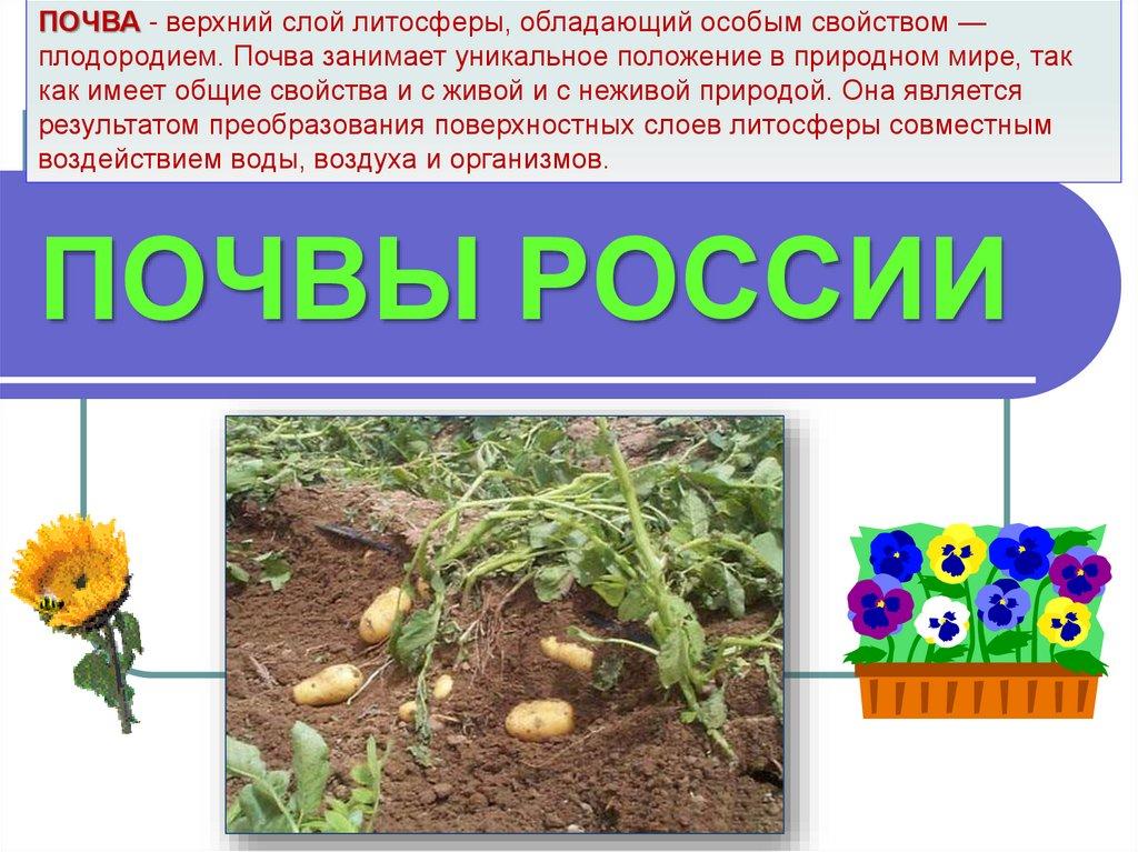 ПОЧВЫ РОССИИ