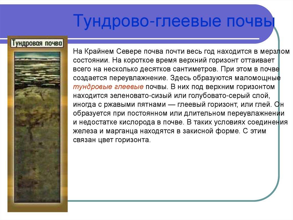 Тундрово-глеевые почвы