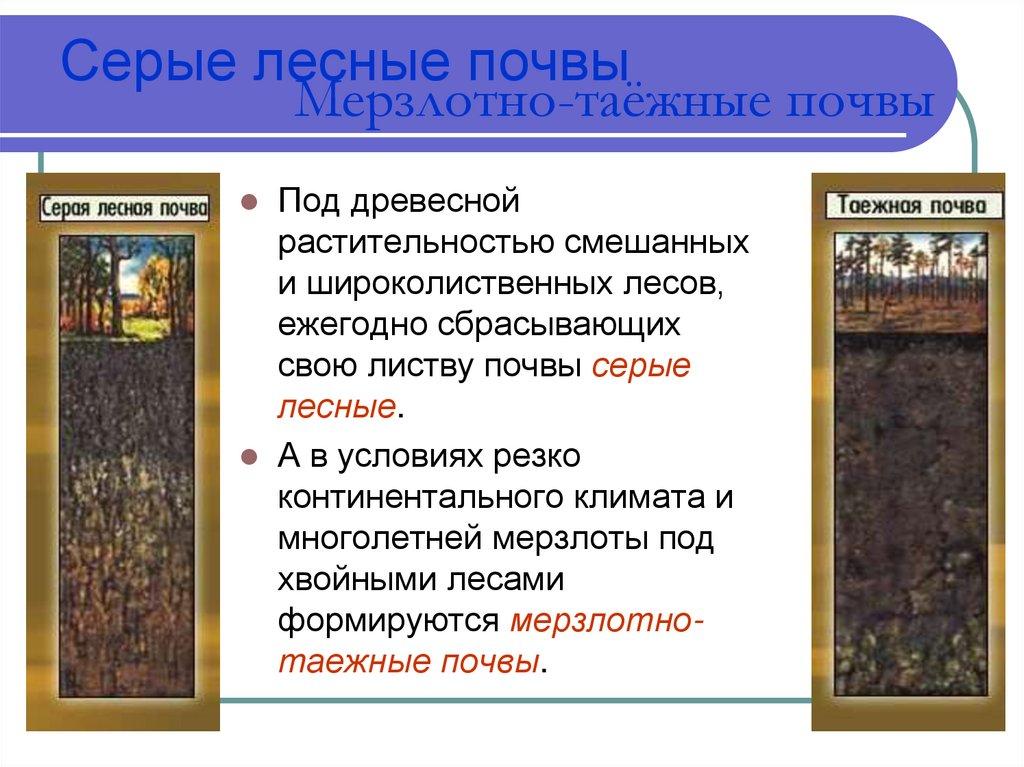 Серые лесные почвы