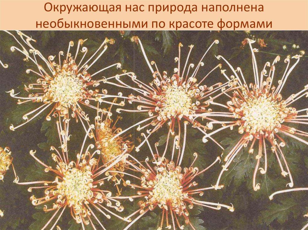 Окружающая нас природа наполнена необыкновенными по красоте формами