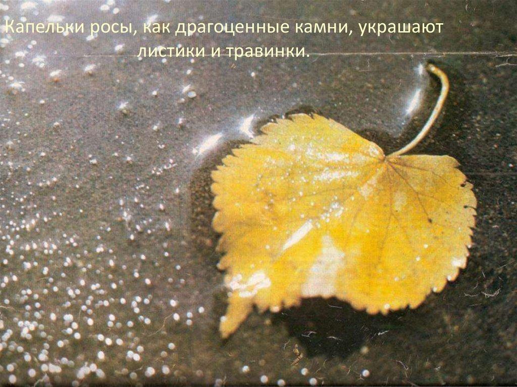 Капельки росы, как драгоценные камни, украшают листики и травинки.