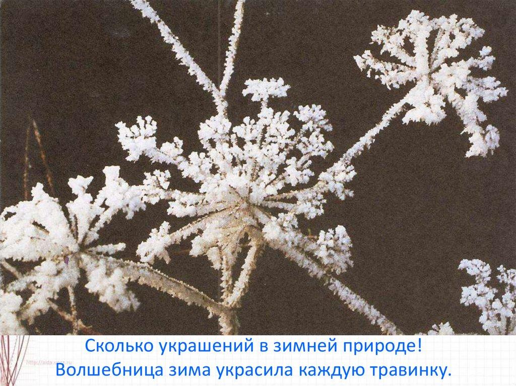 Сколько украшений в зимней природе! Волшебница зима украсила каждую травинку.