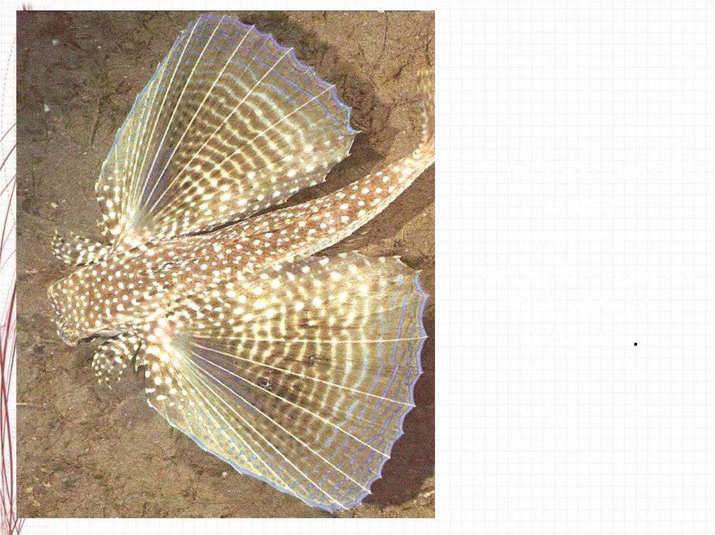 В глубинах океана живут удивительные рыбы. Природа их причудливо украсила.