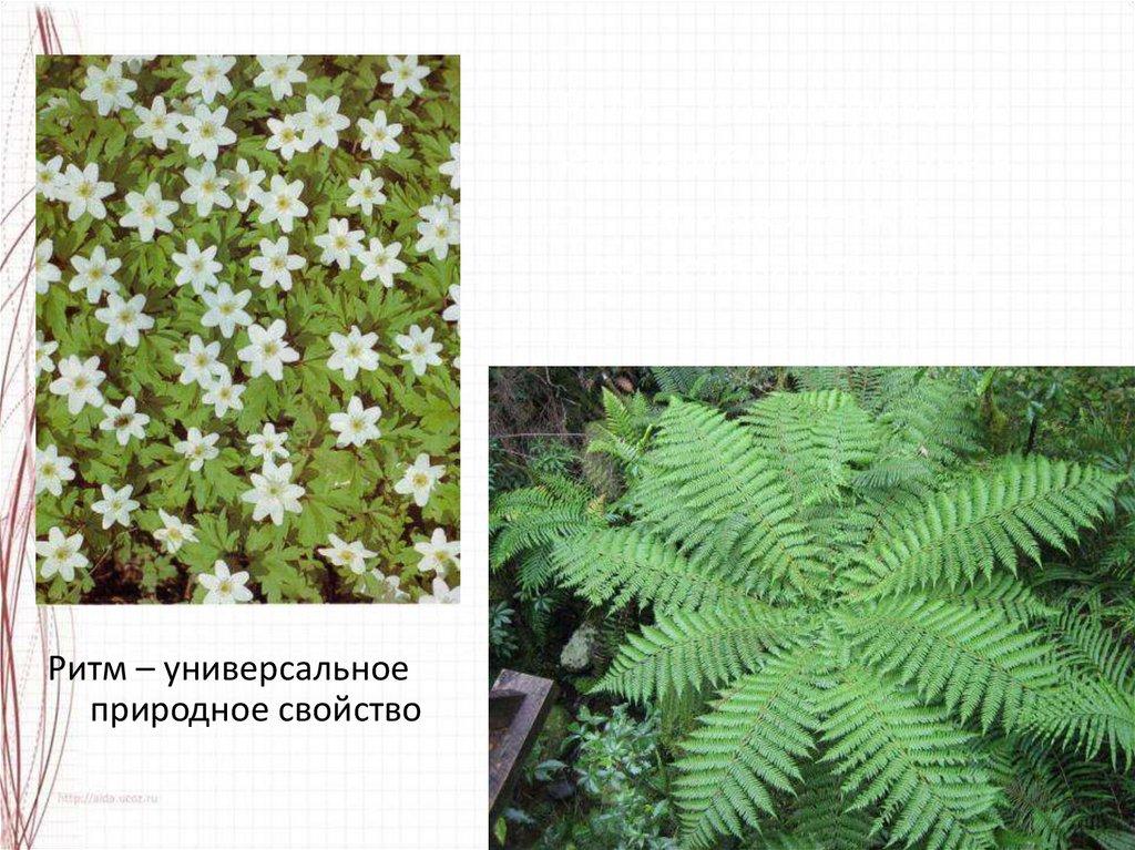 Ритм – это чередование каких-либо элементов в определенной последовательности