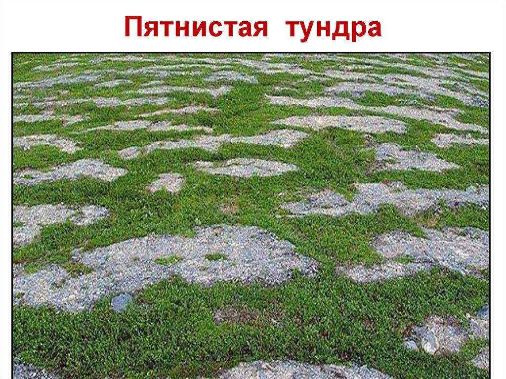 Пятнистая тундра