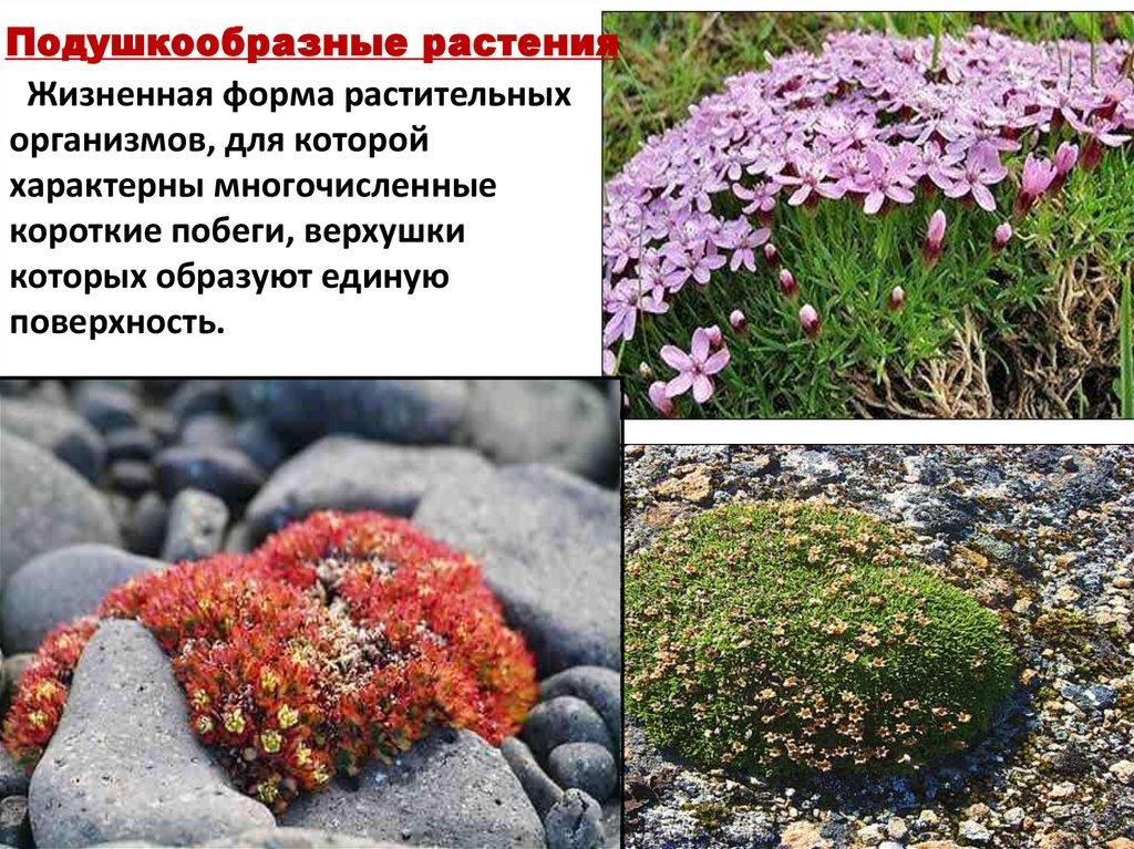 Подушкообразные растения