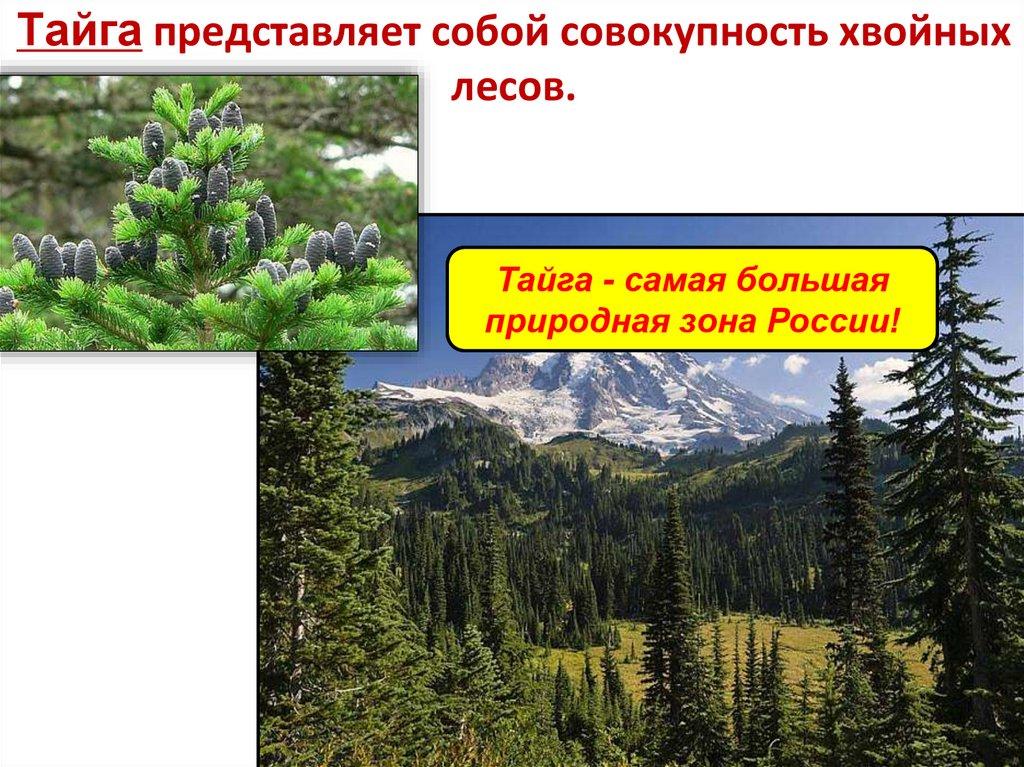Тайга представляет собой совокупность хвойных лесов.