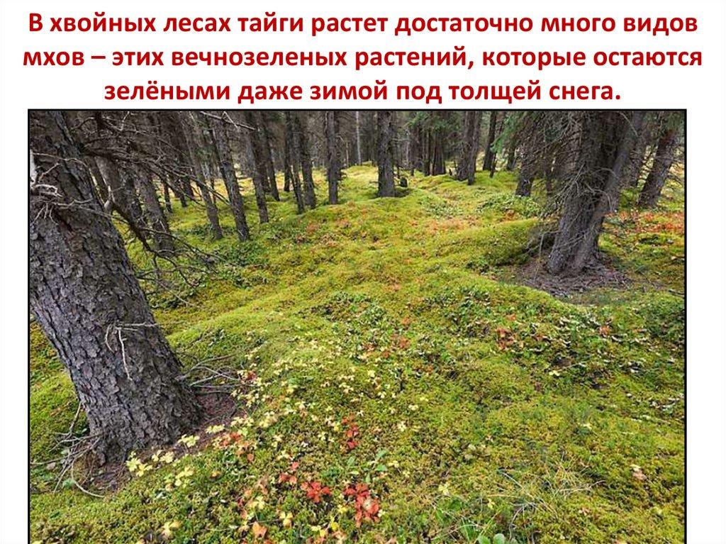 В хвойных лесах тайги растет достаточно много видов мхов – этих вечнозеленых растений, которые остаются зелёными даже зимой под