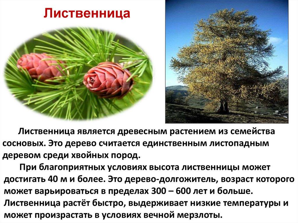 Лиственница