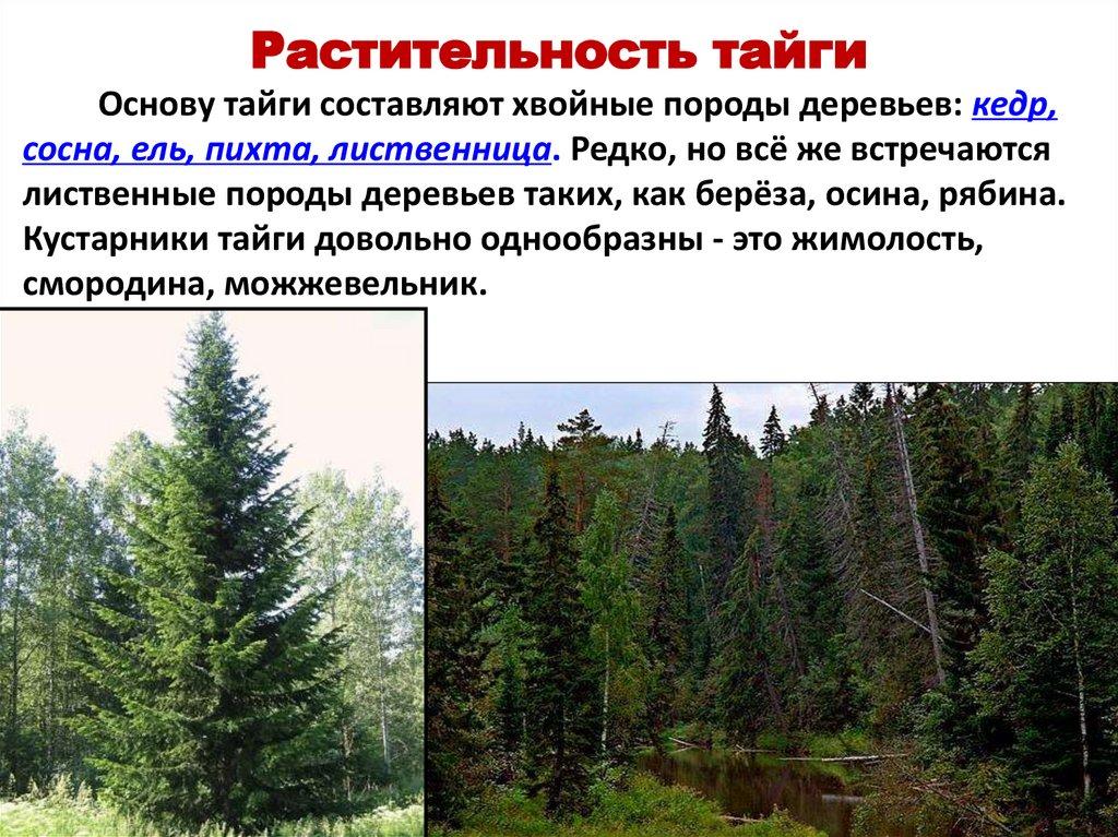 Растительность тайги