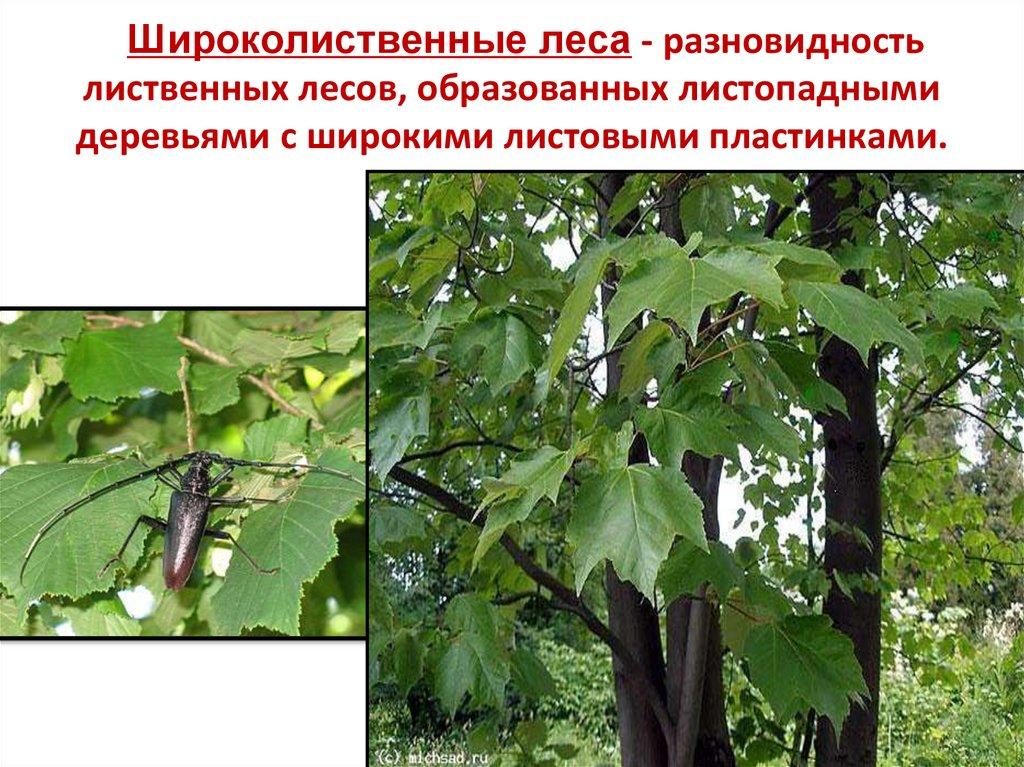 Широколиственные леса - разновидность лиственных лесов, образованных листопадными деревьями с широкими листовыми пластинками.