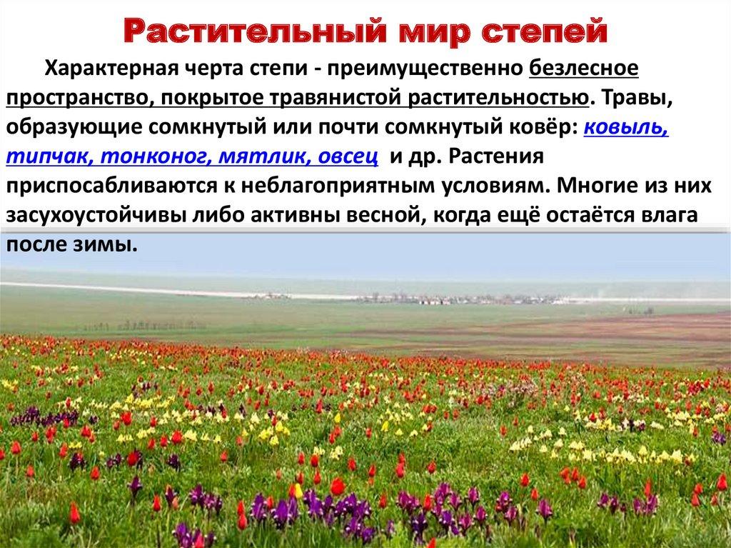 Растительный мир степей