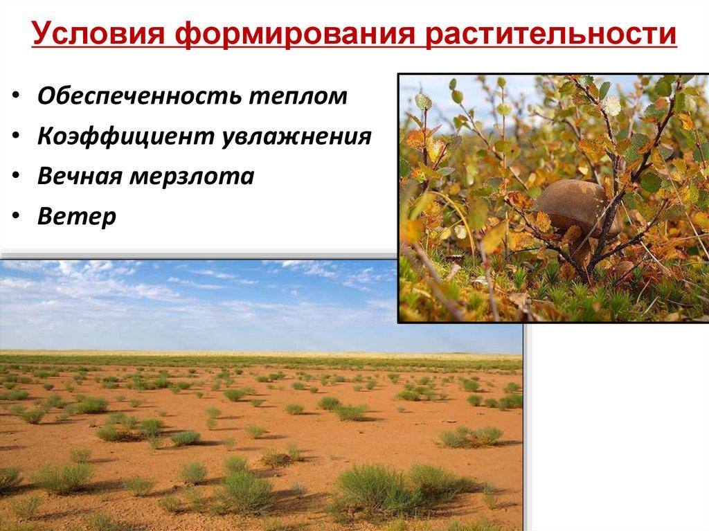 Условия формирования растительности