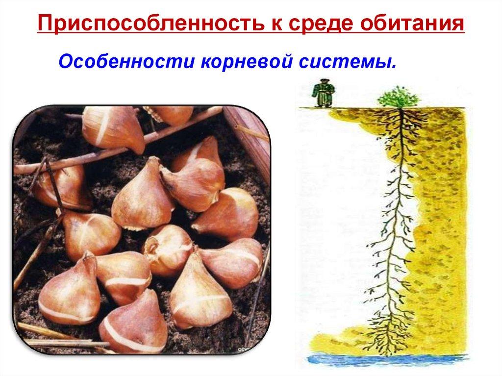 Приспособленность к среде обитания