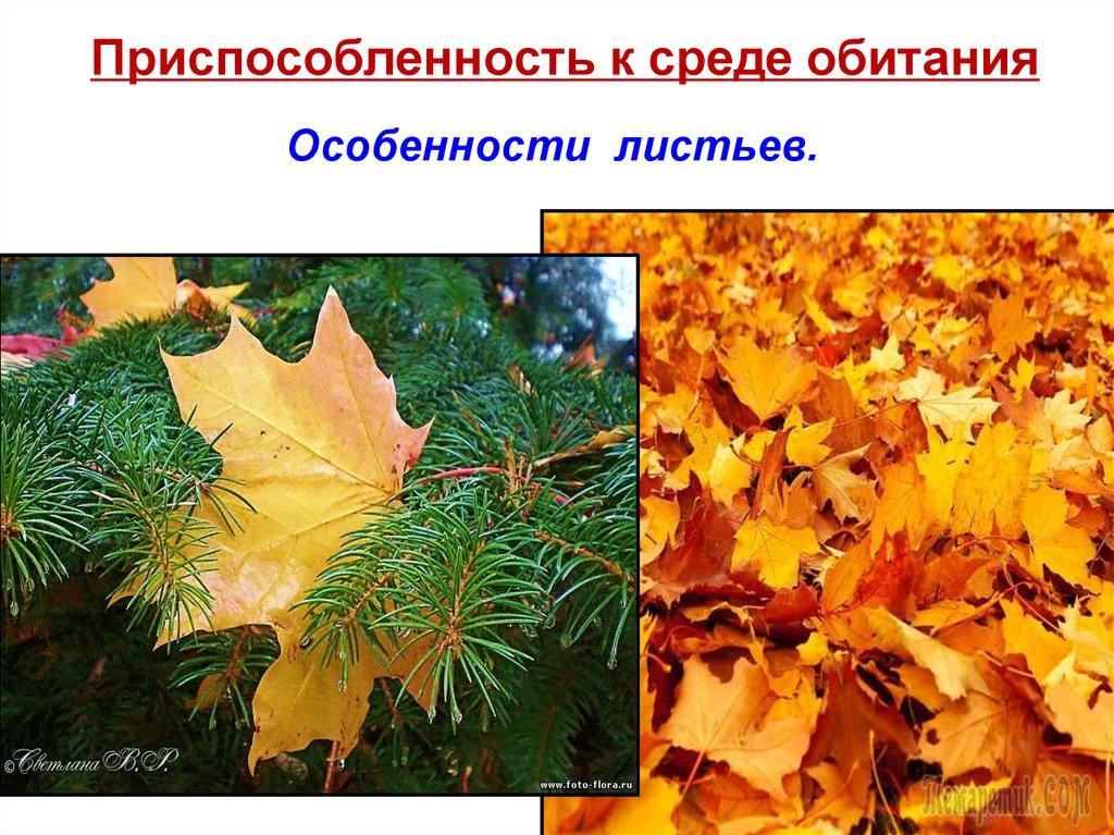 Приспособленность к среде обитания