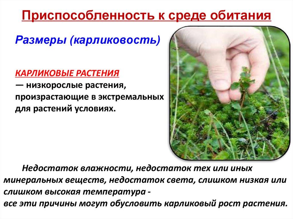 Приспособленность к среде обитания