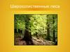 Широколиственные леса