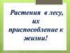 Растения в лесу, их приспособление к жизни!