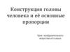 Конструкция головы человека и её основные пропорции