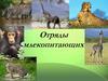 Отряды Млекопитающих