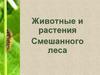 Животные  и растения смешанного леса леса